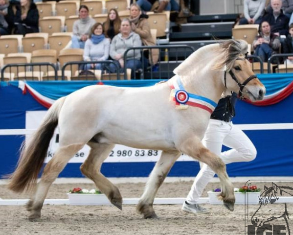 horse Heraklion (Fjord Horse, 2020, from Haribo von Dreilinden)