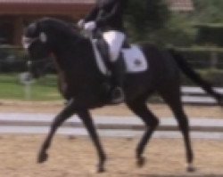 dressage horse Amicelli Nera (Westphalian, 2014, from All At Once)