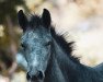 jumper Bärbel Brause (German Riding Pony, 2021, from Bol.Titano M.)