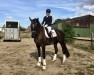 dressage horse Schenkenberg's Bayala (German Sport Horse, 2014, from Beaulieu 2)