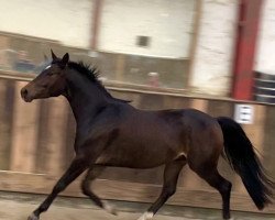 dressage horse Donaumonarch 4 (Trakehner, 2018, from Rheinklang)