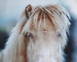 horse Nevada (Shetland Pony, 2020, from Zac vom Rindergraben)