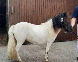 Zuchtstute Gwenndolyn (Shetland Pony, 2018, von Commandant van de Kortenhof)