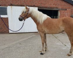 broodmare Tesja (Haflinger, 2015, from Amerigo)