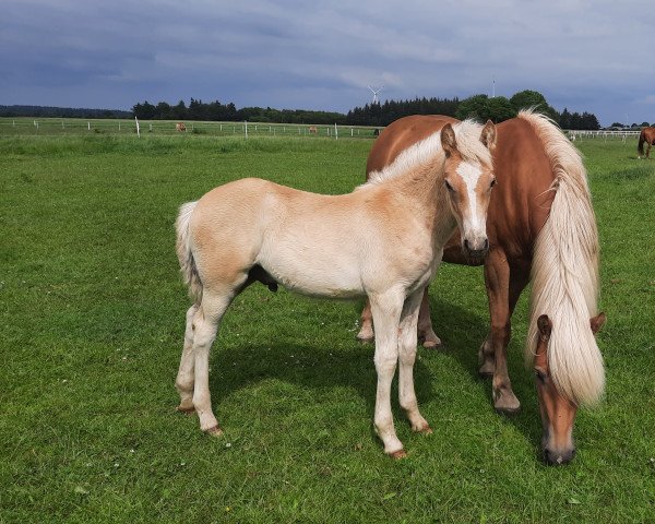 horse Sir William (Haflinger, 2021, from liz. 506/T Seewind)