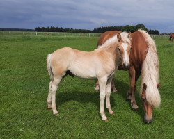 Pferd Sir William (Haflinger, 2021, von liz. 506/T Seewind)