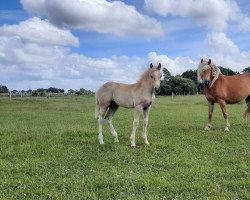 Pferd Sommerwind (Haflinger, 2020, von liz. 506/T Seewind)