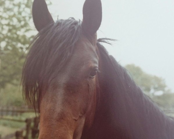 broodmare Patricia (Rhinelander, 1981, from Patron)