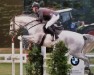 Zuchtstute Glamour Girl (Belgisches Warmblut, 2006, von Winningmood van de Arenberg)