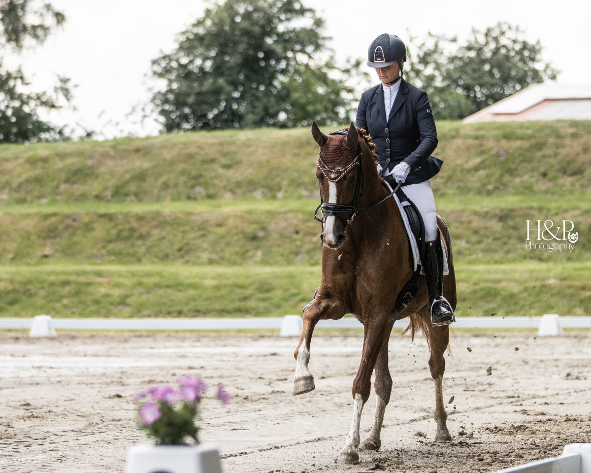 dressage horse Pk Sweet April (Hanoverian, 2018, from Secret)