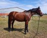 dressage horse Livius 137 (German Sport Horse, 2006, from Lefevre)