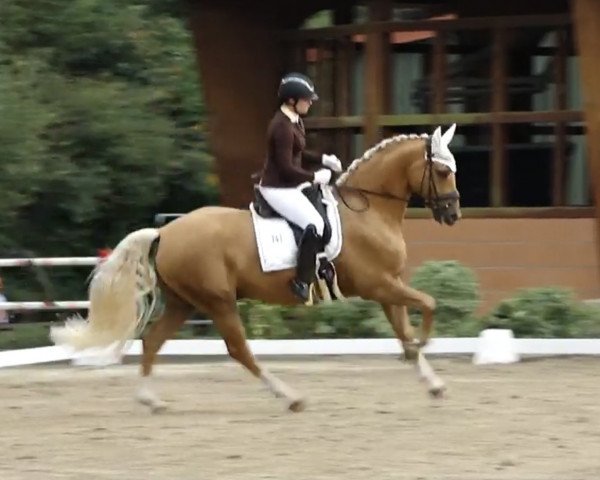 dressage horse Fiano's Gold (German Sport Horse, 2014, from Fürstenstern 3)