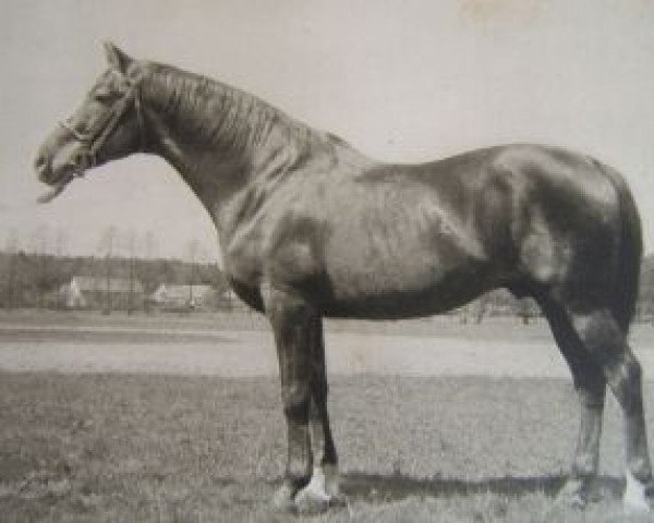 stallion Star of Hannover III (Czech Warmblood, 1926, from Star of Hannover)