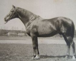 stallion Star of Hannover III (Czech Warmblood, 1926, from Star of Hannover)