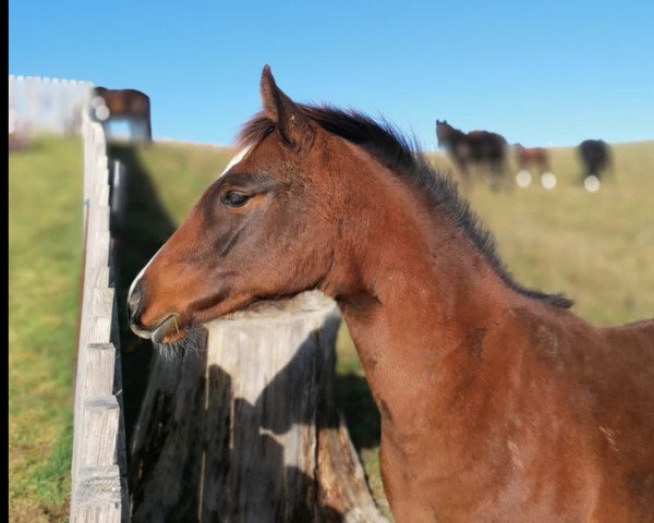 Springpferd Charlotte de Bibéc (Zangersheide Reitpferd, 2020, von Conello)