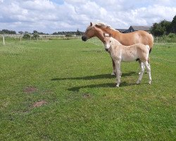 Pferd Abendsonne (Haflinger, 2020, von Abendwind)