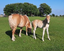 Pferd Appel Pelle (Haflinger, 2021, von Abendwind)