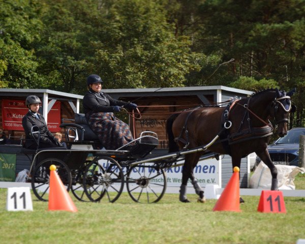 Dressurpferd Quadamo (Deutsches Sportpferd, 2013, von Quandolino)