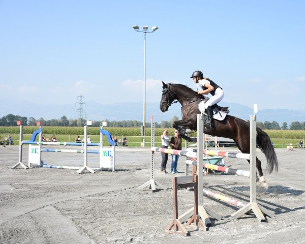 jumper Destiny 22 (German Sport Horse, 2015)