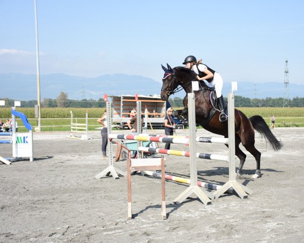 dressage horse Malia (Hanoverian, 2010, from Dancier)