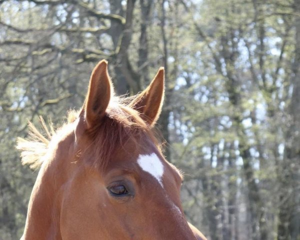 jumper Gatsby 177 (Hanoverian, 2014, from Galant de Semilly 2)