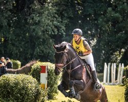 dressage horse Dynamo 4 (Austrian Warmblood, 2008, from Davignon II)