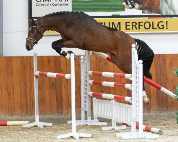 stallion Maverik Z (Zangersheide riding horse, 2018, from Monti Obolensky)