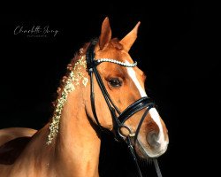 dressage horse Bubba 3 (Pony without race description, 2013)