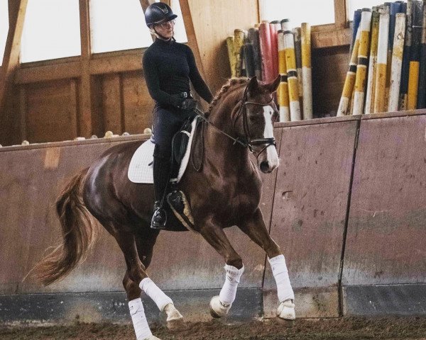 dressage horse Daenerys 8 (Hanoverian, 2015, from Danciano)