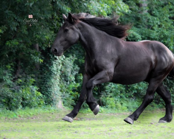 horse August (Rhenish-German Cold-Blood, 2018, from Arvid)