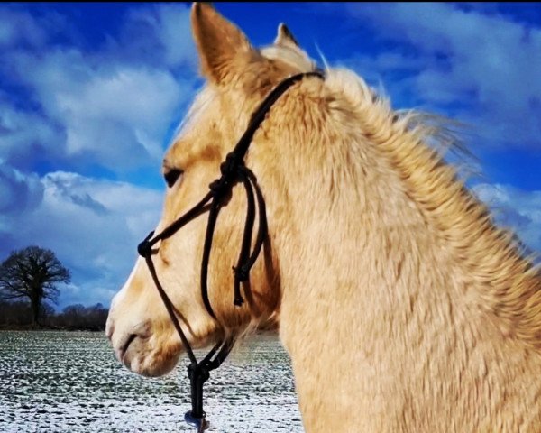 jumper Cast Away (German Riding Pony, 2021, from Steendieks Chilli Willi)