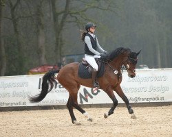 jumper Cola's Captain Jack (Oldenburg show jumper, 2018, from Cola 10)