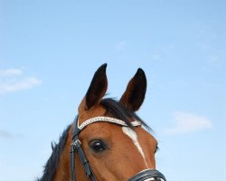 Springpferd Lilli Madleen (Deutsches Sportpferd, 2008, von Lipsius)