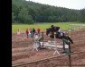 jumper Quansboro Beauty (Connemara Pony, 2016, from Rocket Rowley)