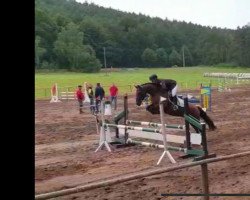 Springpferd Quansboro Beauty (Connemara-Pony, 2016, von Rocket Rowley)