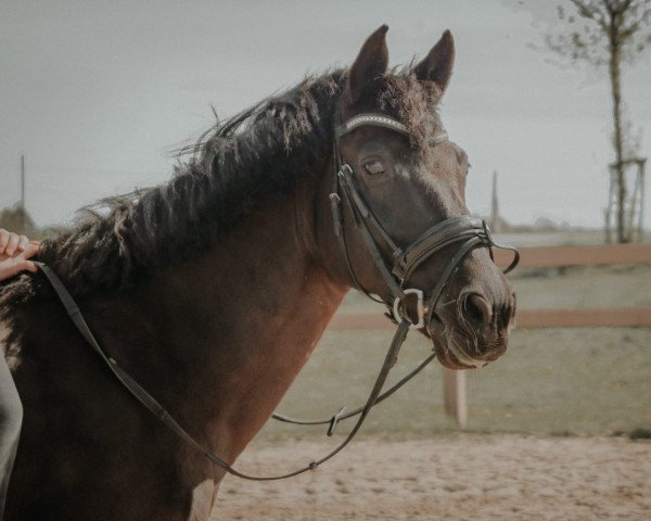 Dressurpferd Courage 129 (Pony ohne Rassebezeichnung, 2007, von Coronas 2)