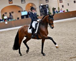 dressage horse Rock my Dream 3 (Westphalian, 2015, from Rock Forever NRW)