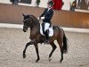 dressage horse Dressed de Luxe (German Riding Pony, 2017, from Dressed in Gold 3)