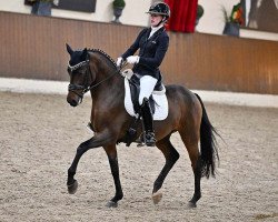 Dressurpferd Dressed de Luxe (Deutsches Reitpony, 2017, von Dressed in Gold 3)