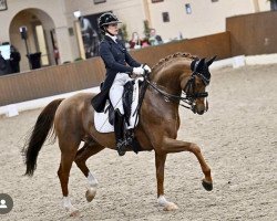 dressage horse Daymax (Hanoverian, 2015, from Dimaggio)