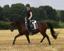 dressage horse Ams Ambiente (German Riding Pony, 2007, from Amarillys Sensation D)