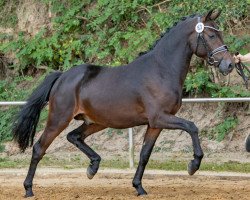 dressage horse Dallmayr to Go (German Riding Pony, 2019, from Dallmayr K)