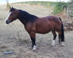 Deckhengst Klingbachtal Tamara (Welsh-Cob (Sek. D), 2007, von Horeb Lloyd George)