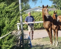 dressage horse Chefsache (Westphalian, 2022, from Christ)