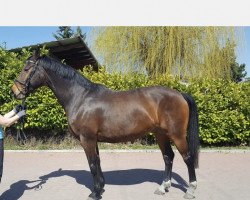 dressage horse Fürstengold 4 (Westphalian, 2007, from Fürst Piccolo)