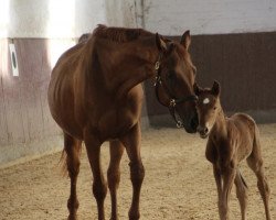 broodmare Luana B (Hanoverian, 2001, from Londonderry)