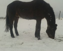 dressage horse Up to Date 36 (Trakehner, 1989, from Caprimond)