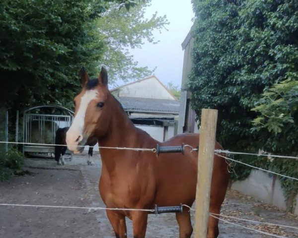 horse Marry Lou 4 (German Riding Pony, 1997, from Da Capo)