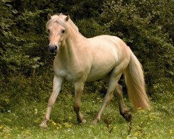 horse Høyefjells Rouven (Fjord Horse, 2018, from Rudsmo Remi)