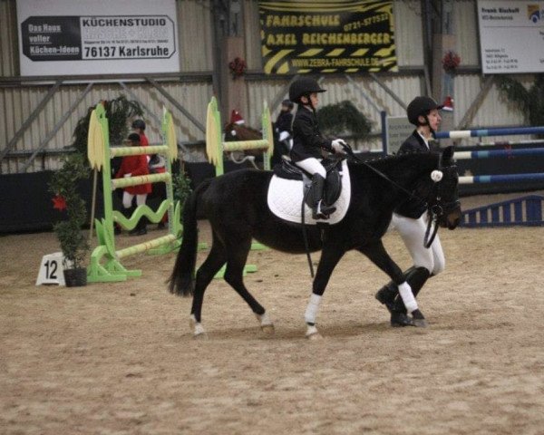 dressage horse Großschweig's Hopsing (unknown, 2009)